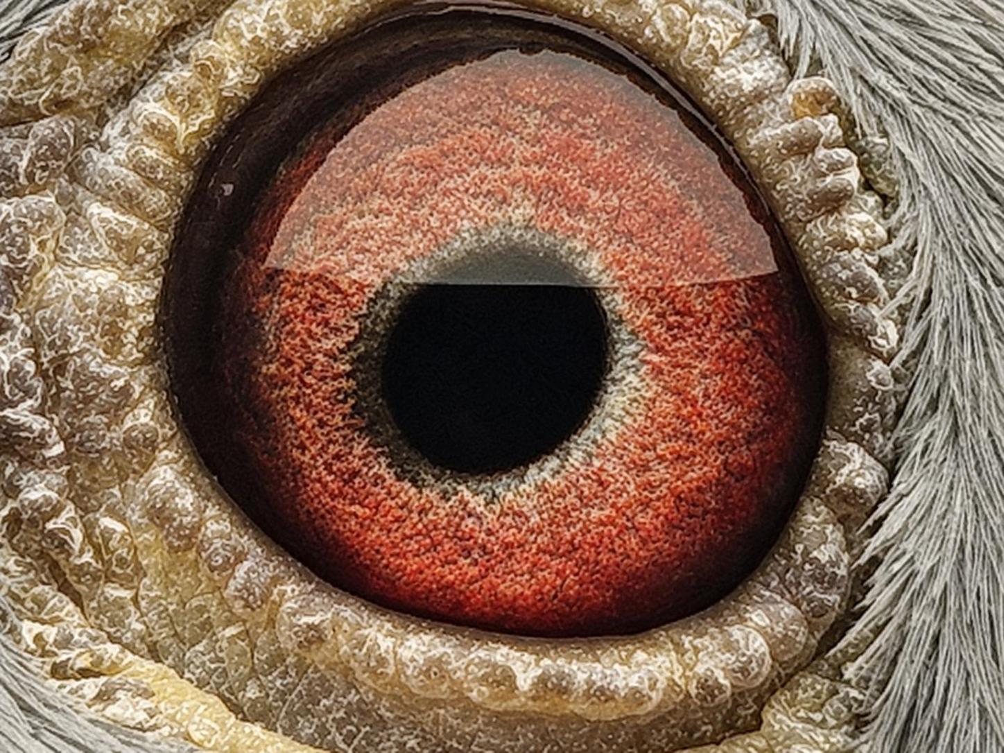 Pigeon eye